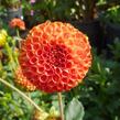 Jiřina 'Pompon Orange' - Dahlia 'Pompon Orange'