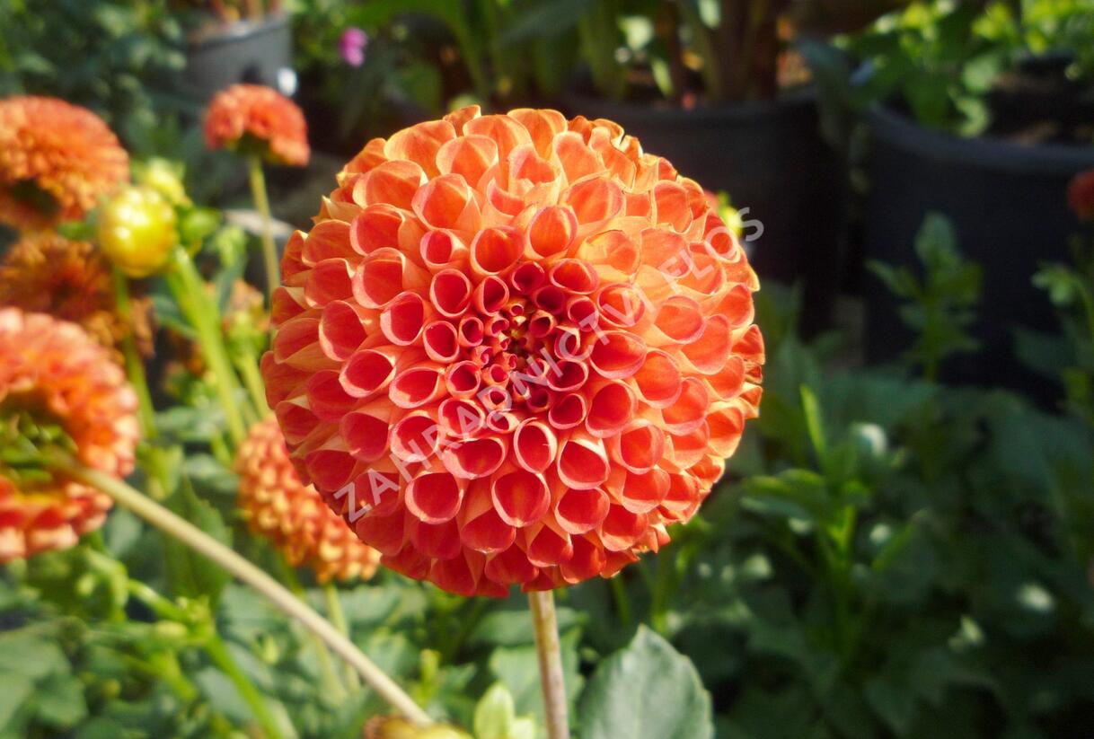 Jiřina 'Pompon Orange' - Dahlia 'Pompon Orange'