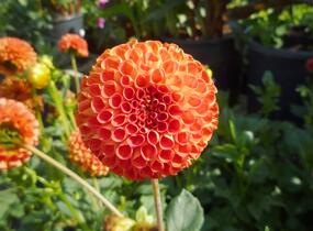 Jiřina 'Pompon Orange' - Dahlia 'Pompon Orange'