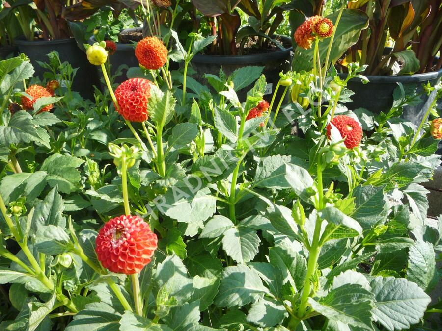 Jiřina 'Pompon Orange' - Dahlia 'Pompon Orange'