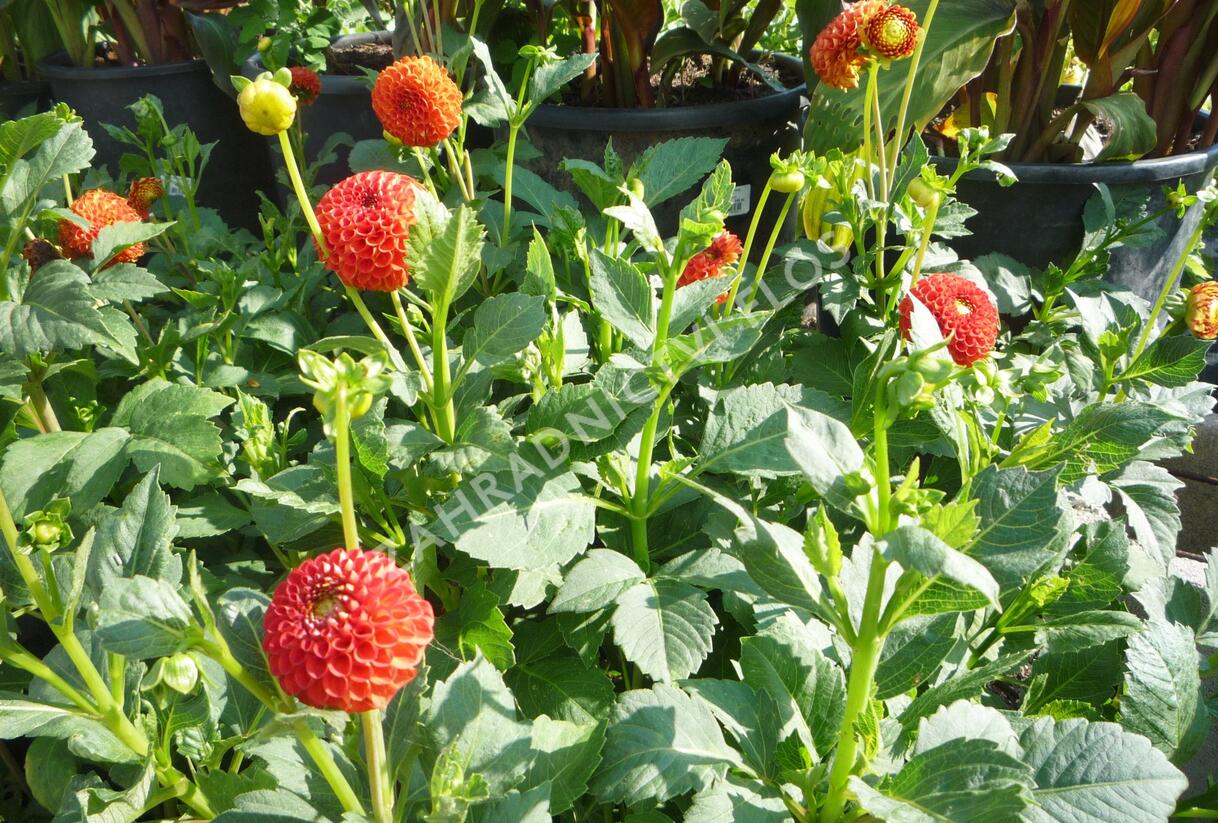Jiřina 'Pompon Orange' - Dahlia 'Pompon Orange'