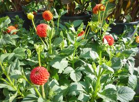 Jiřina 'Pompon Orange' - Dahlia 'Pompon Orange'