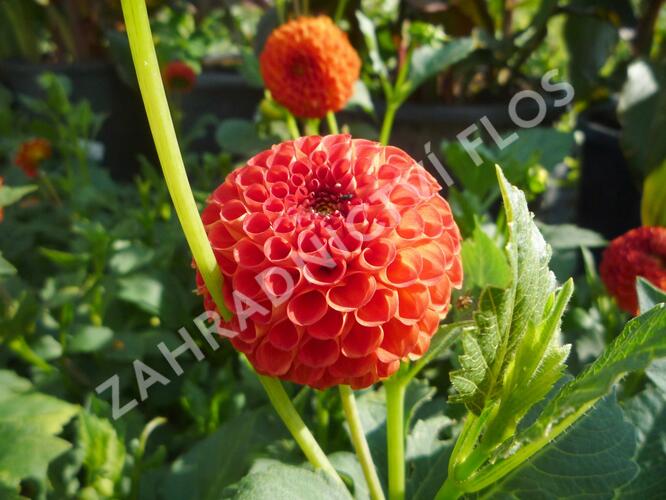 Jiřina 'Pompon Orange' - Dahlia 'Pompon Orange'
