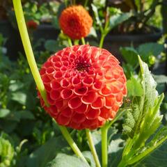 Jiřina 'Pompon Orange' - Dahlia 'Pompon Orange'