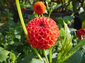 Jiřina 'Pompon Orange' - Dahlia 'Pompon Orange'