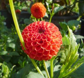 Jiřina 'Pompon Orange' - Dahlia 'Pompon Orange'