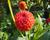Jiřina 'Pompon Orange'