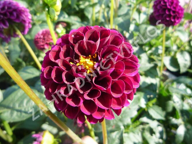 Jiřina 'Pompon Deep Red' - Dahlia 'Pompon Deep Red'