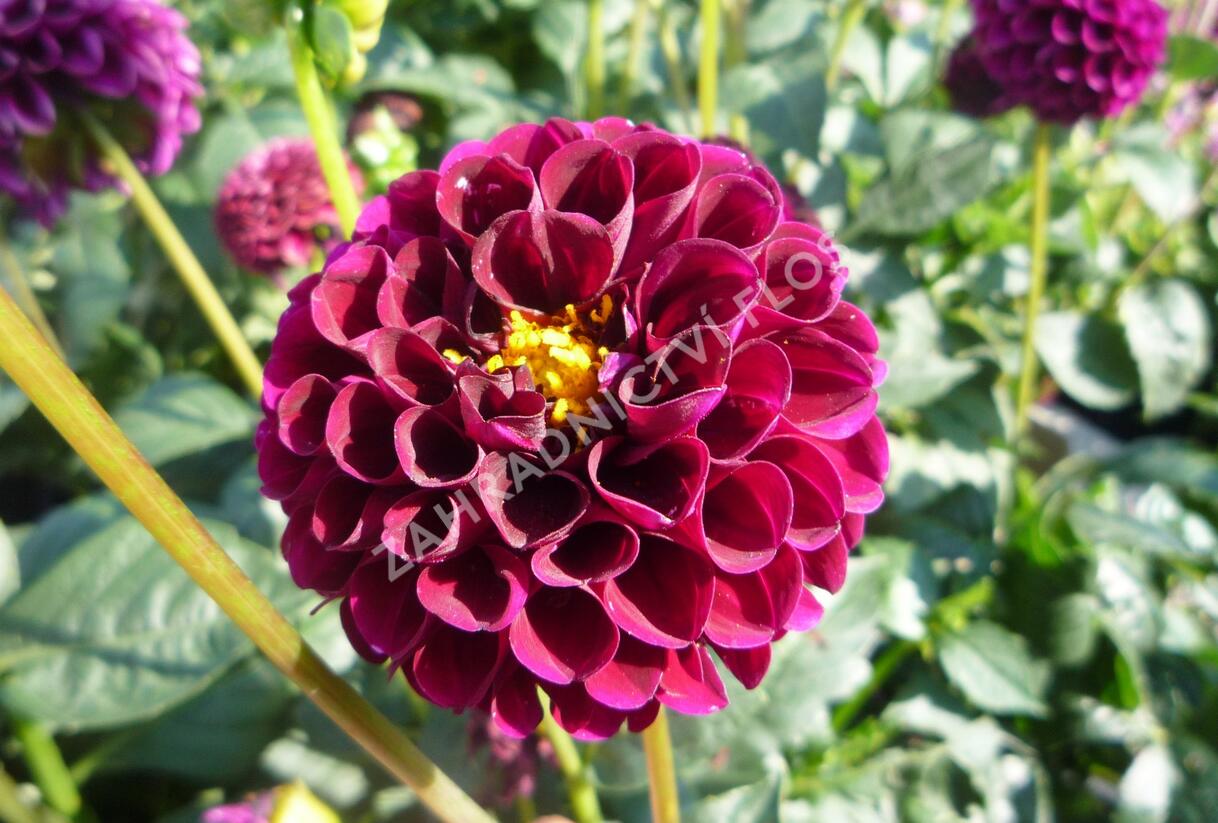 Jiřina 'Pompon Deep Red' - Dahlia 'Pompon Deep Red'