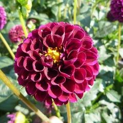 Jiřina 'Pompon Deep Red' - Dahlia 'Pompon Deep Red'