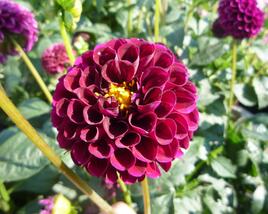 Jiřina 'Pompon Deep Red'