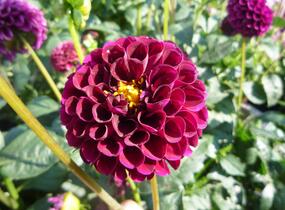 Jiřina 'Pompon Deep Red' - Dahlia 'Pompon Deep Red'