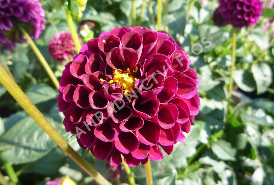 Jiřina 'Pompon Deep Red' - Dahlia 'Pompon Deep Red'