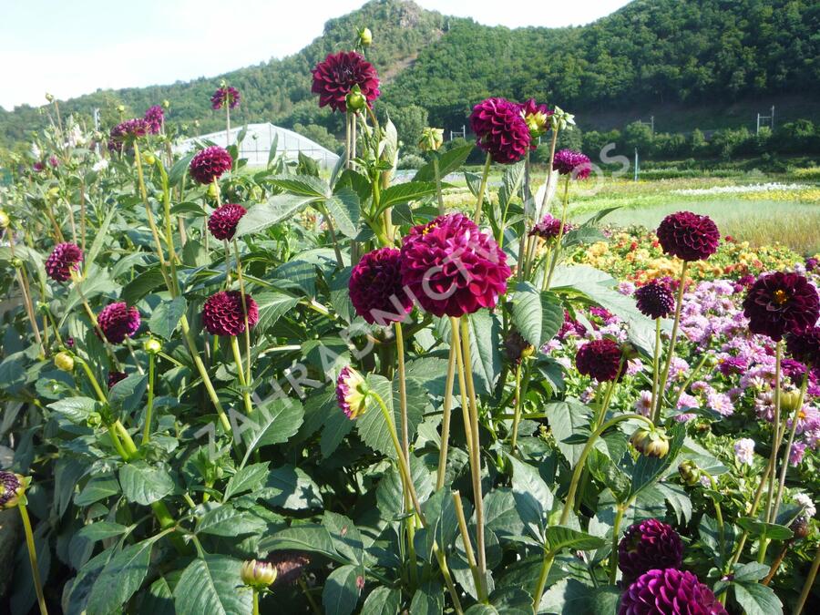 Jiřina 'Pompon Deep Red' - Dahlia 'Pompon Deep Red'