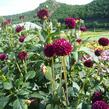 Jiřina 'Pompon Deep Red' - Dahlia 'Pompon Deep Red'