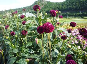Jiřina 'Pompon Deep Red' - Dahlia 'Pompon Deep Red'