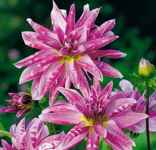 Jiřina 'Miscellaneous Pink Giraffe' - Dahlia 'Miscellaneous Pink Giraffe'