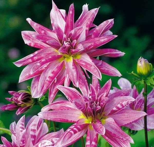 Jiřina 'Miscellaneous Pink Giraffe' - Dahlia 'Miscellaneous Pink Giraffe'