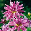 Jiřina 'Miscellaneous Pink Giraffe' - Dahlia 'Miscellaneous Pink Giraffe'