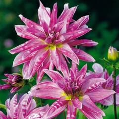 Jiřina 'Miscellaneous Pink Giraffe' - Dahlia 'Miscellaneous Pink Giraffe'