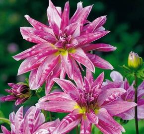 Jiřina 'Miscellaneous Pink Giraffe' - Dahlia 'Miscellaneous Pink Giraffe'