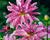 Jiřina 'Miscellaneous Pink Giraffe'