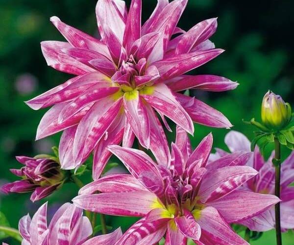 Jiřina 'Miscellaneous Pink Giraffe' - Dahlia 'Miscellaneous Pink Giraffe'