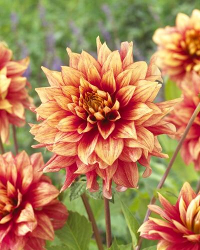 Jiřina 'Miscellaneous Giraffe' - Dahlia 'Miscellaneous Giraffe'