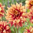 Jiřina 'Miscellaneous Giraffe' - Dahlia 'Miscellaneous Giraffe'