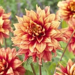 Jiřina 'Miscellaneous Giraffe' - Dahlia 'Miscellaneous Giraffe'