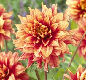 Jiřina 'Miscellaneous Giraffe' - Dahlia 'Miscellaneous Giraffe'