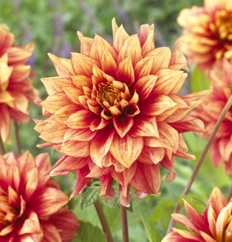 Jiřina 'Miscellaneous Giraffe' - Dahlia 'Miscellaneous Giraffe'