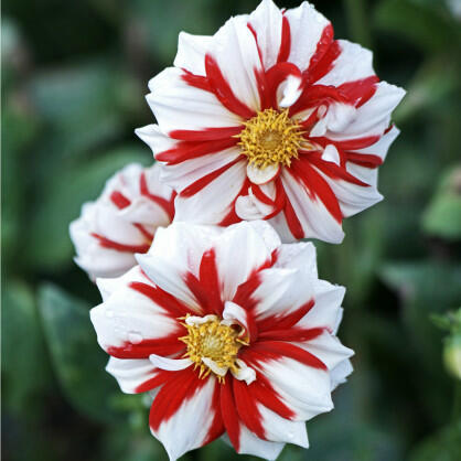 Jiřina 'Mignon Fire and Ice' - Dahlia 'Mignon Fire and Ice'