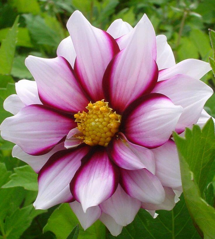 Jiřina 'Mignon Edge of Joy' - Dahlia 'Mignon Edge of Joy'