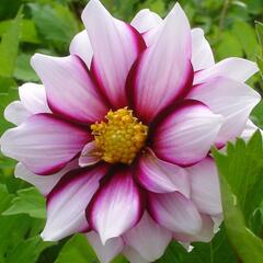Jiřina 'Mignon Edge of Joy' - Dahlia 'Mignon Edge of Joy'