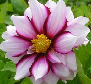 Jiřina 'Mignon Edge of Joy' - Dahlia 'Mignon Edge of Joy'