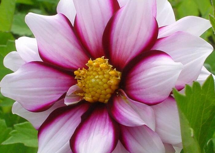 Jiřina 'Mignon Edge of Joy' - Dahlia 'Mignon Edge of Joy'