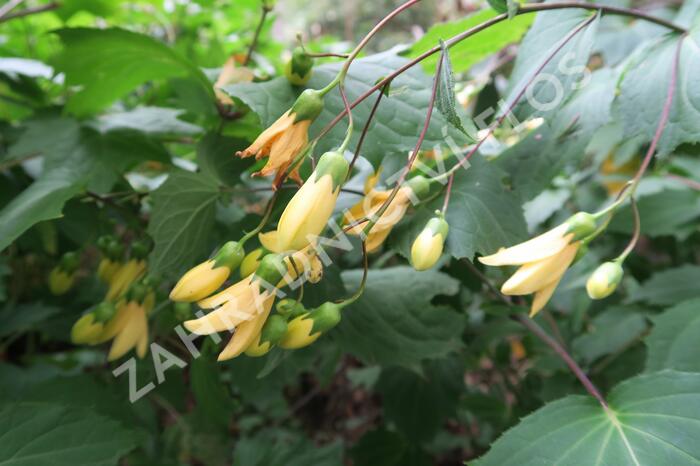 Kirengešoma dlanitá - Kirengeshoma palmata