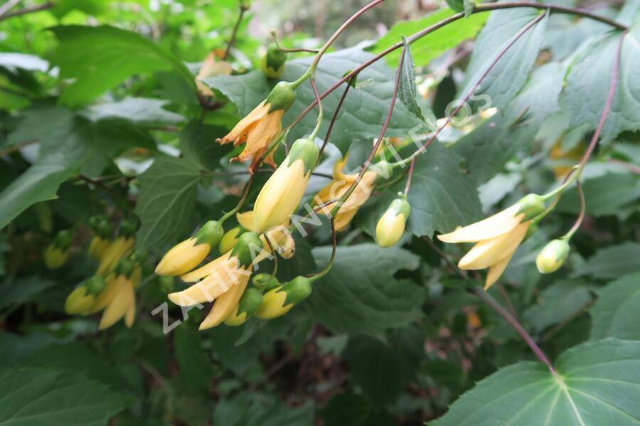 Kirengešoma dlanitá - Kirengeshoma palmata