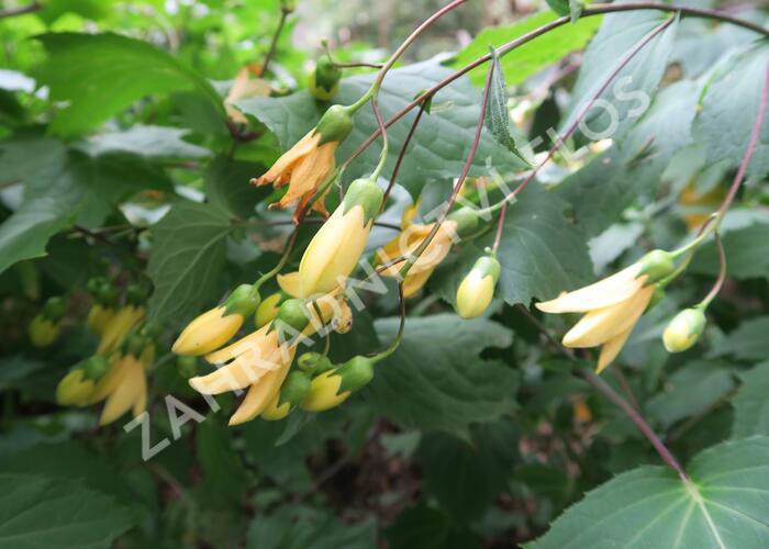 Kirengešoma dlanitá - Kirengeshoma palmata