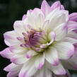 Jiřina 'Decorative Victoria Ann' - Dahlia 'Decorative Victoria Ann'