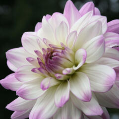 Jiřina 'Decorative Victoria Ann' - Dahlia 'Decorative Victoria Ann'
