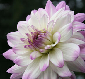 Jiřina 'Decorative Victoria Ann' - Dahlia 'Decorative Victoria Ann'