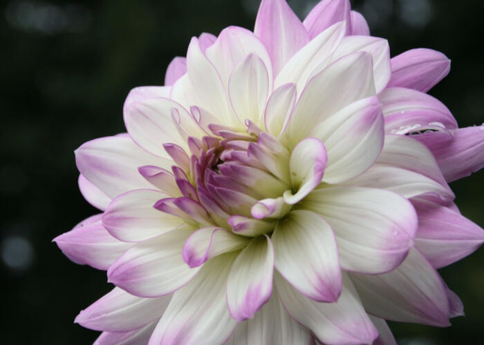 Jiřina 'Decorative Victoria Ann' - Dahlia 'Decorative Victoria Ann'
