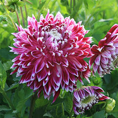 Jiřina 'Decorative Vancouver' - Dahlia 'Decorative Vancouver'