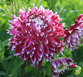 Jiřina 'Decorative Vancouver' - Dahlia 'Decorative Vancouver'