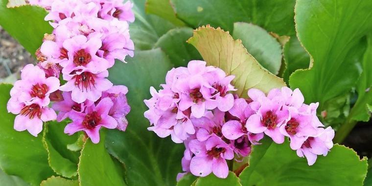 Bergénie srdčitá 'Wintermärchen' - Bergenia cordifolia 'Wintermärchen'