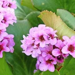 Bergénie srdčitá 'Wintermärchen' - Bergenia cordifolia 'Wintermärchen'