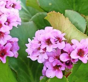 Bergénie 'Wintermärchen' - Bergenia 'Wintermärchen'