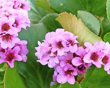 Bergénie srdčitá 'Wintermärchen'